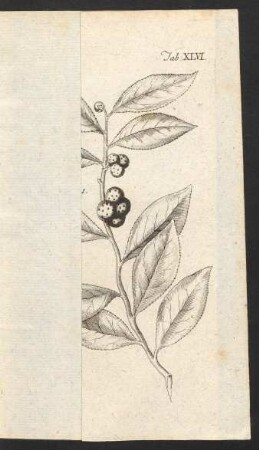 Tab. XLVI.