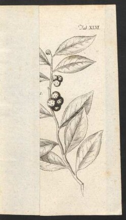 Tab. XLVI.