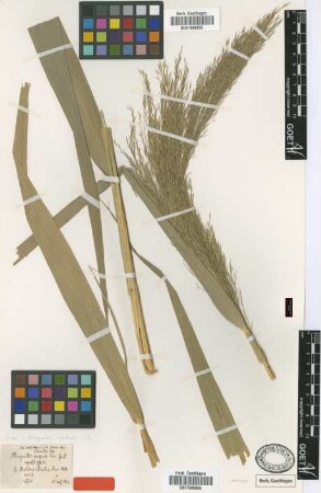 Phragmites communis Trin. var. C.Koch ponticus[type]