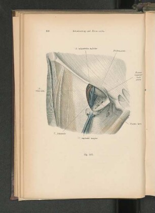 Fig. 510. Hohlraum des Gefäßtrichters.