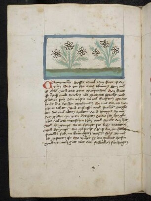 Kräuterpflanze: Camomilla (Chamomilla recutita / Asteraceae) / Kamille ; (aus Konrads von Megenberg "Buch der Natur)