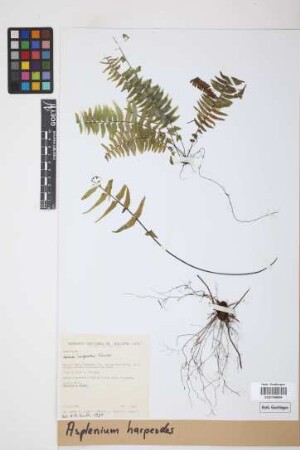 Asplenium harpeodes Kunze