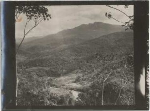 Urwald in der Gegend von Michiplaya östlich von Mapiri