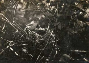 Rotrückenwürger oder Neuntöter (Lanius collurio), Weibchen am Nest.
