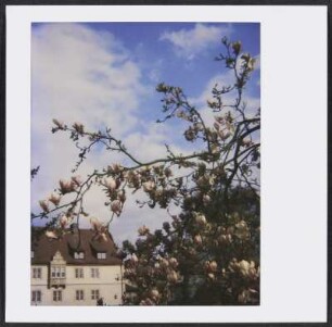 Blüten am Schlosshotel Münchhausen bei Aerzen