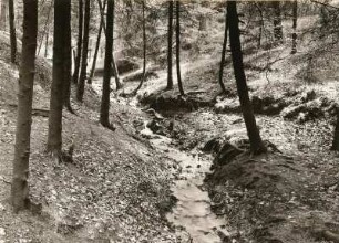 Dresdener Heide. Verlorenes Wasser. Blick aufwärts