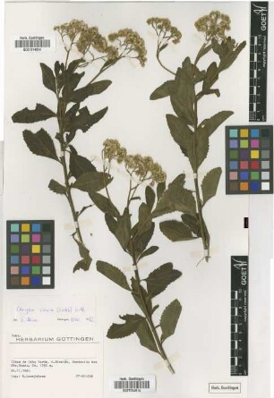 Conyza varia (Webb) Wild