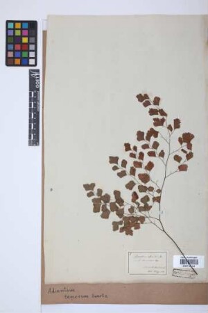 Adiantum tenerum Sw.