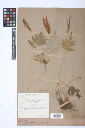 Anemia phyllitidis (L.) Sw.
