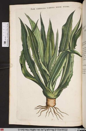 ALOE AMERICANA TUBEROSA MINOR SPINOSA.