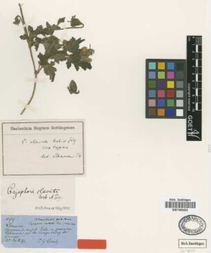 Caiophora clavata Urb. & Gilg [type]