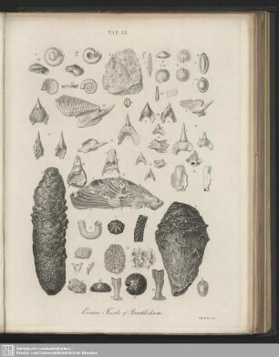 Tab. IX. Eocene Fossils of Bracklesham