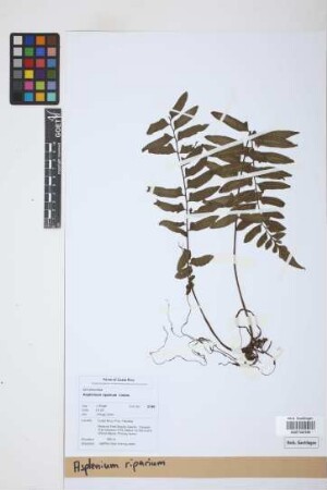 Asplenium riparium Liebm.