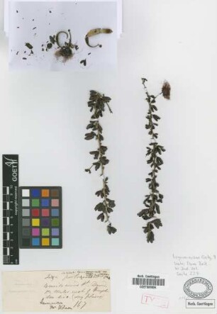 Calliandra haematomma (Bertero ex DC.) Benth. var. Griseb. glabrata