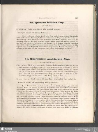 49. Quercinium austriacum Ung.