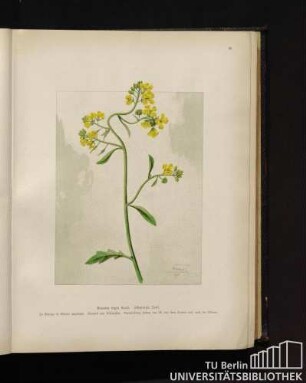Brassica nigra Koch. Schwarzer Senf.