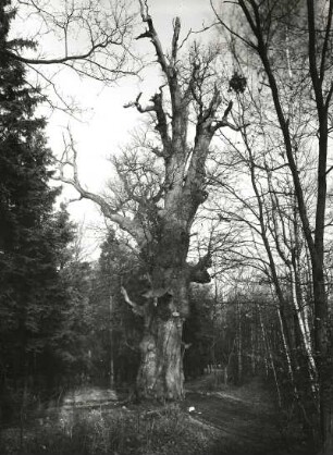 Johann-Georgen-Eiche : Moritzburger Teiche. Johann-Georgen-Eiche, südöstlich des gleichnamigen Teiches nahe der Alten Dresdner Straße. Ansicht mit Naturdenkmalstafel