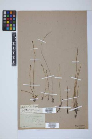 Equisetum variegatum variegatum Schleich.