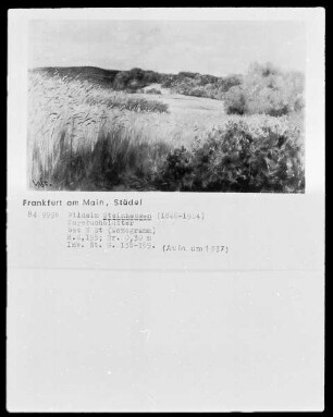 Waldlandschaft mit grünem Kornfeld links im Vordergrund