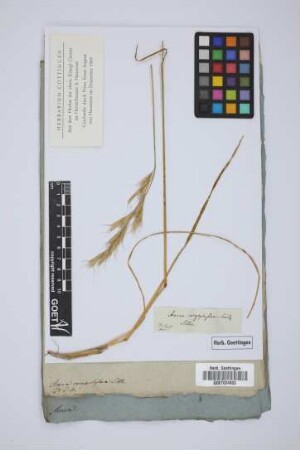 Avena caryophyllea Smith