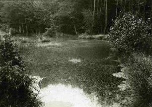 Im Pfälzer Wald