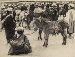 Viehmarkt (Lateinamerika-Aufenthalte 1928/1942)