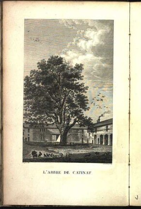 L' Arbre De Catinat