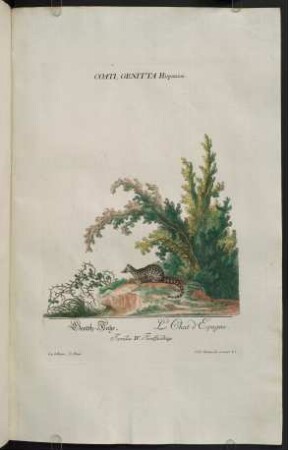 Coati, Genitta Hispania. - Tigris.