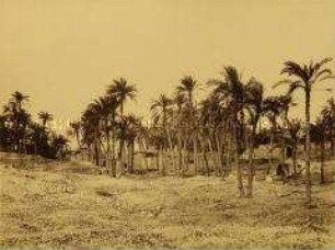 Ägypten - Scheich Abade, das ehemalige Antioné in Oberägypten