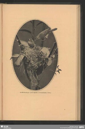 Schilfrohrsänger, Acrocephalus schoenobaenus, Linn.