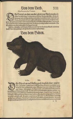Von dem Bären. Ursus. Bär.