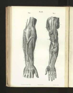 Pl. 50.