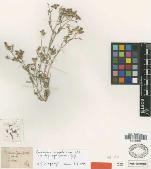Centaurea squarrosa Willd. var. C.Koch colensis[type]