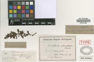 Escallonia pterocladon Hook.