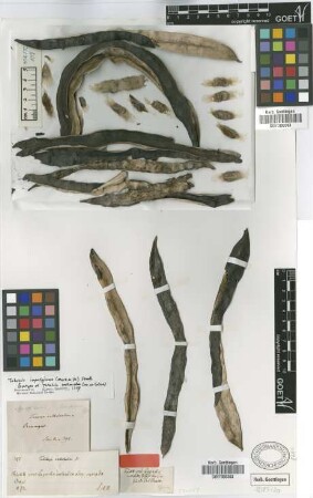Tabebuia avellanedae Lorentz ex Griseb. [syntype]