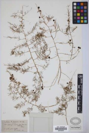Asparagus scoparius Lowe