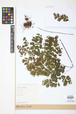 Adiantum lorentzii Hieron.