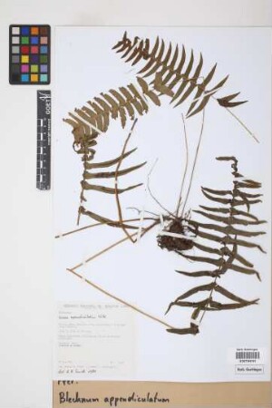 Blechnum appendiculatum Willd.