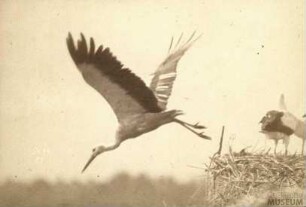 Fotografie Störche (des Fotografiepioniers Anschütz)