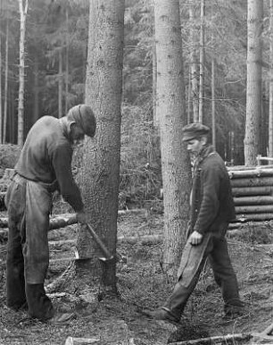 Fällen des Holzes: Aufkeilen des Stammes : Technikgeschichte | Technologie | Holzgewinnung und Bearbeitung