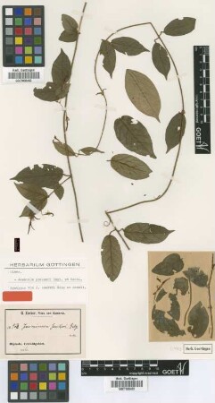 Jasminum zenkeri Gilg & Schell. [syntype]