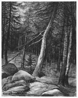 Waldstück mit Fichten und Steinen : Bernkopf, Georg: Waldstück mit Fichten und Steinen. Kohlezeichnung, bezeichnet "Georg Bernkopf"