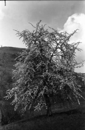 Vogtsburg: Blütenbaum