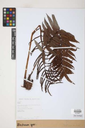 Blechnum
