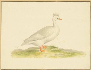 Ente