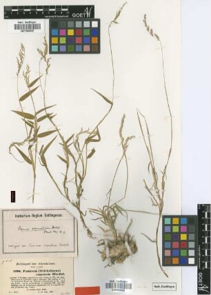 Panicum comatum Hochst. [isotype]