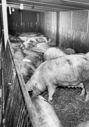 Biel, Hohenraden : Bauernhof bei Hohenraden. Schweinzucht. Schweine im Stall