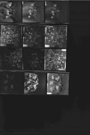Blumen Nicht enthalten: Titelbilder für das Frühjahr 1956
