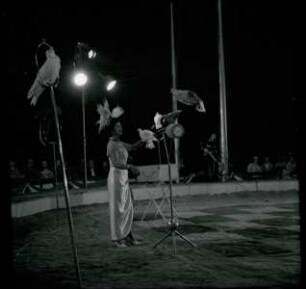 Circus Williams - Vorstellung - Tiere, ohne Ortsangabe, 1959