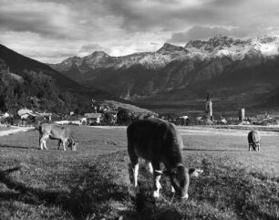 Südtirol. Weidende Kühe